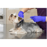 clínica que faz vacina gripe canina Santana