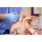 clínica que faz vacina para filhotes de cachorro Vila Júlio César