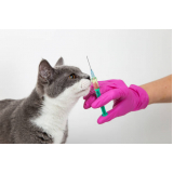 clínica que faz vacina raiva gato Paulista