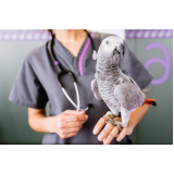 clínica veterinária animais silvestres agendar Liberdade