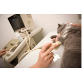 clínica veterinaria com ultrassom Itaberaba