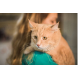 clínica veterinaria especializada em gatos telefone Freguesia do Ó