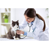 clínica veterinaria especializada em gatos Vila Madalena