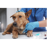 clínica veterinaria exame de sangue endereço Santana