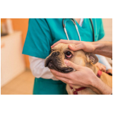 clínica veterinária oftalmologia agendar Higienópolis