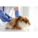 clínica veterinária para animais exóticos endereço Aclimação