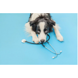 consulta com ozonioterapia cachorros Sítio Morro Grande