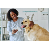 consulta com ozonioterapia em cães castrados Higienópolis