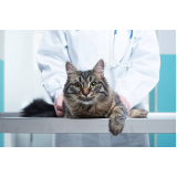 consulta com veterinário de gato Santa Cruz