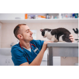 consulta com veterinário ortopedista para gatos Santa Cecília