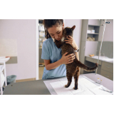 consulta com veterinário para castrar gato Vila Picinin