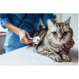 consulta de clínica exames veterinários Itaim Bibi
