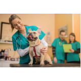 consulta de clínica veterinaria com eletrocardiograma Casa Verde