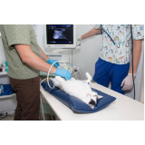 consulta de clínica veterinaria com ultrassom Campos Elíseos