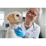 consulta de clínica veterinaria exame de sangue Barra Funda