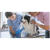 consulta de ortopedia para animais Centro
