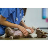consulta de veterinaria especialista em pele de cachorro Vila Barra Funda