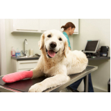 consulta de veterinário cachorro Vila Anglo-Brasileira