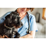 consulta de veterinário cães e gatos Santa Cecília