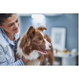 consulta de veterinário cães Butantã