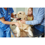 consulta de veterinário para cachorro Luz