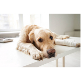 consulta de veterinário para cães Vila Moinho Velho