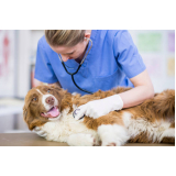 consulta veterinaria cachorro Aclimação