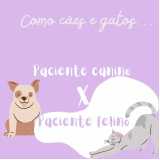 consulta veterinária para gatos preço Vila Picinin