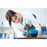 dermatologista veterinário consulta Pompeia