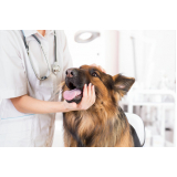 endocrinologia para animais consulta Consolação