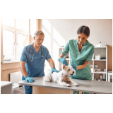especialidades em medicina veterinária Bela Vista