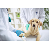 exame de sangue cachorro Consolação