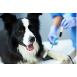 exame de sangue em cachorro Pacaembu