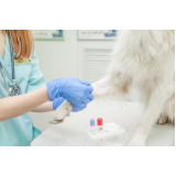 exame de sangue para cachorro agendar Alto de Pinheiros