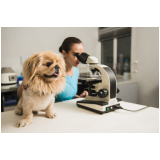 exame de sangue para cachorro Perdizes