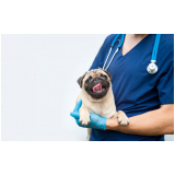 exames laboratoriais veterinários Vila Barra Funda