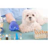 homeopatia para ansiedade cachorro Vila Chalot