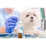 homeopatia para cachorro agitado valores Vila Arcádia