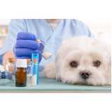 homeopatia para cachorro Jardim Vera Cruz