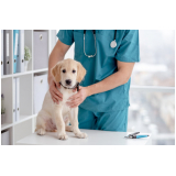 hospital veterinário para cachorros endereço Vila Barra Funda