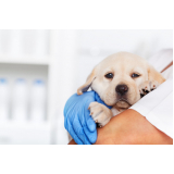 hospital veterinário para cachorros Vila Cavaton