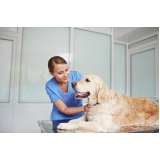 hospital veterinário para gatos e cachorros contato Vila Chalot
