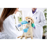nefrologia veterinaria consulta Santana