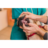 odontologia veterinária consulta Higienópolis
