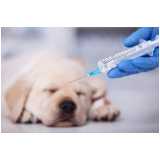 onde encontrar vacina animal antirrábica Freguesia do Ó