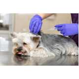 onde encontrar vacina antirrábica para cachorro Vila Picinin