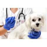 onde encontrar vacina contra raiva de cachorro Bom Retiro