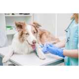 onde encontrar vacina contra raiva para cachorro Vila Anglo-Brasileira