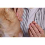 onde fazer acupuntura para cachorros e gatos Ibirapuera