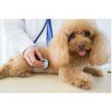 onde fazer homeopatia para cães ansiosos Freguesia do Ó